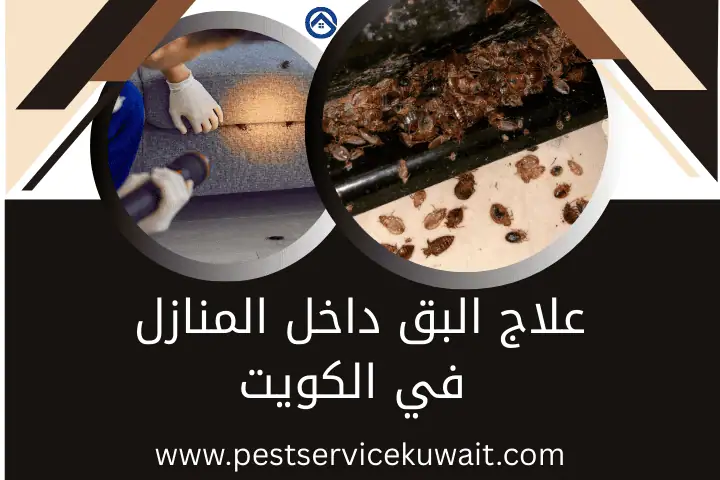 مكافحة حشرات بالقرب مني بالكويت 24 ساعة – حماية كاملة وسريعة 2 علاج البق داخل المنازل