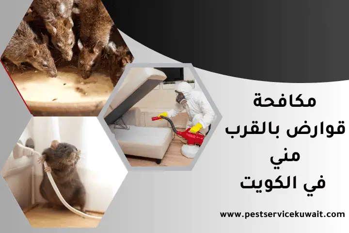 فني مكافحة قوارض بالقرب مني