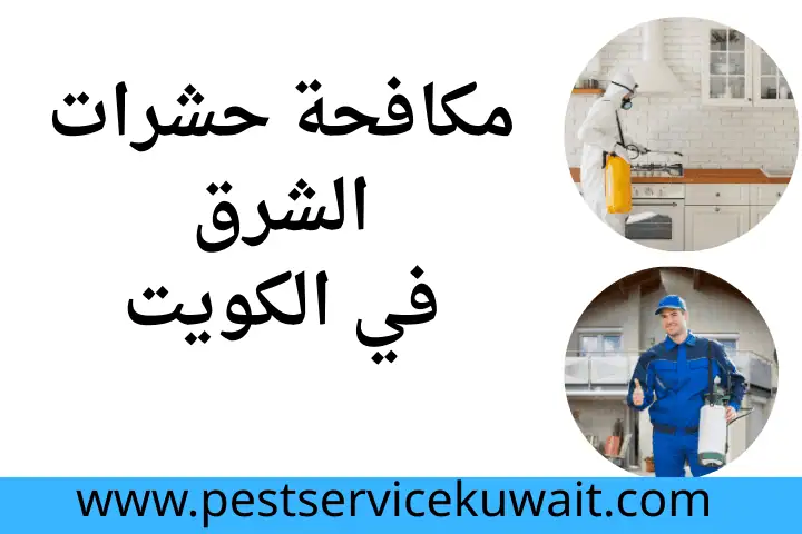 مكافحة حشرات بنيدر بالكويت 24 ساعة – الحل الأمثل لحماية منزلك 3 فني مكافحة حشرات الشرق