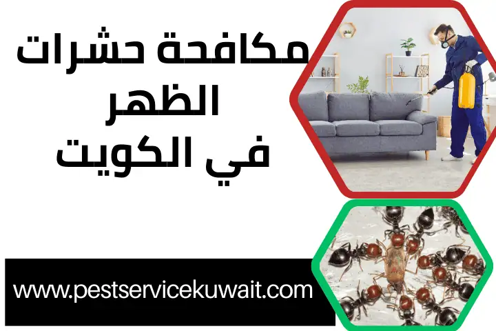 فني مكافحة حشرات الظهر